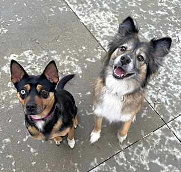 Photo of Bella and Laika