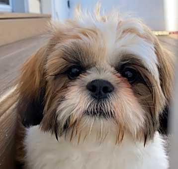 Photo of Kai