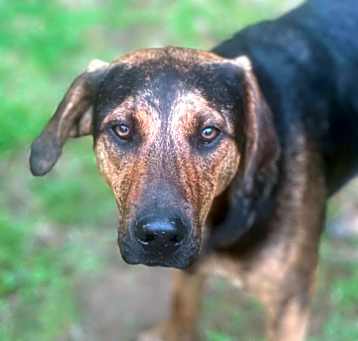Photo of WOODY