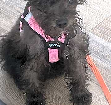 Photo of Dolly