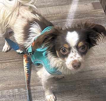 Photo of Ollie
