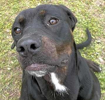 Photo of FONTINA/ADOPTED