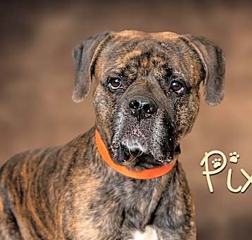 Photo of Pixel