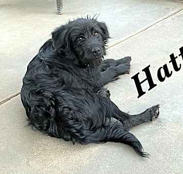 Photo of Hattie
