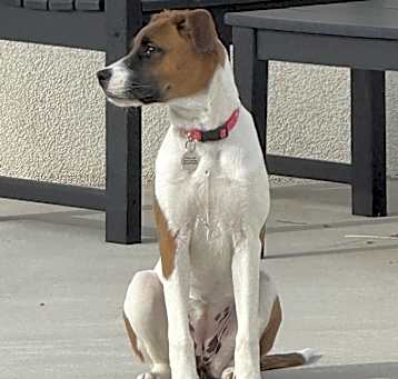 Photo of Bodhi