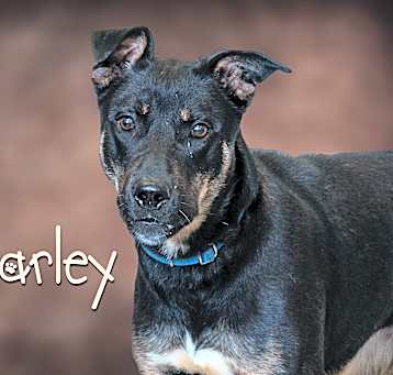 Photo of Harley