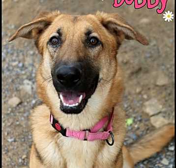 Photo of Dobby