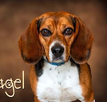 Photo of Bagel