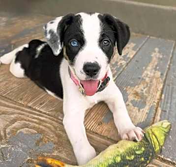 Photo of Brinkley
