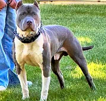 Photo of Ghost