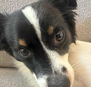 Photo of Gus