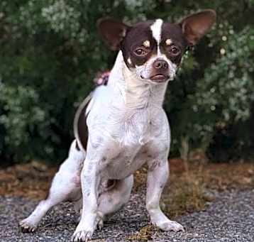 Photo of Chester