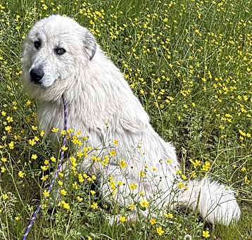 Photo of Petunia
