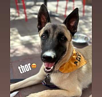 Photo of Thor
