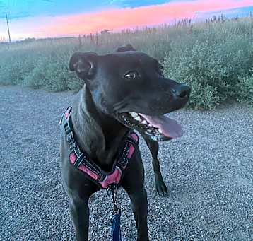 Photo of Blue