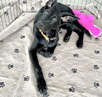 Photo of Juno