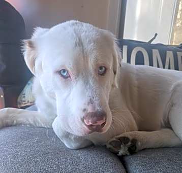 Photo of Willow