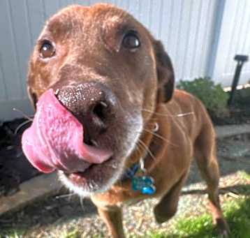 Photo of Brownie