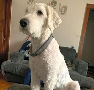 Photo of Teddy