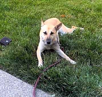 Photo of Bella