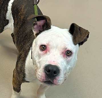 Photo of Munchie
