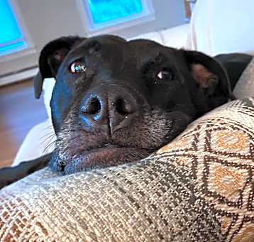 Photo of Luna