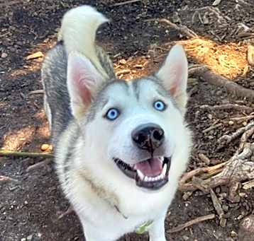 Photo of Shadow