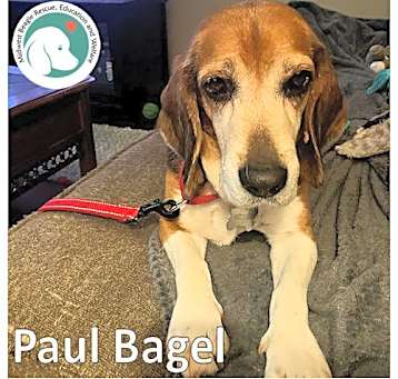 Photo of PAUL BAGEL