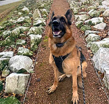 Photo of Milo