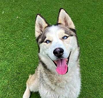 Photo of WILLOW