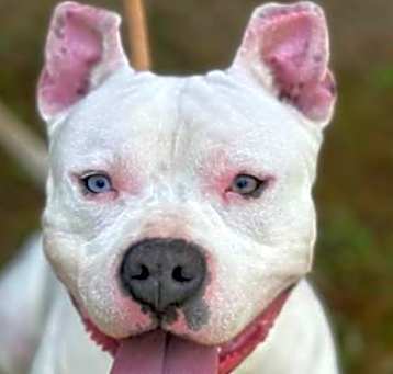 Photo of Oakland URGENT WILL B KILLED!