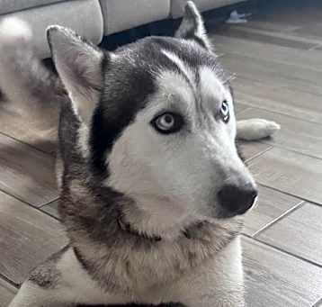 Photo of Toby