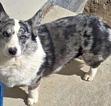 Photo of Odin