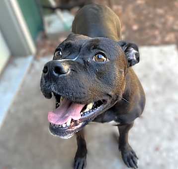 Photo of Luna