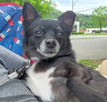 Photo of Gracie