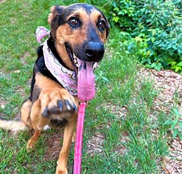 Photo of Kona