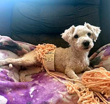 Photo of Doc McFluffins