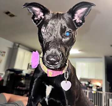 Photo of Asha