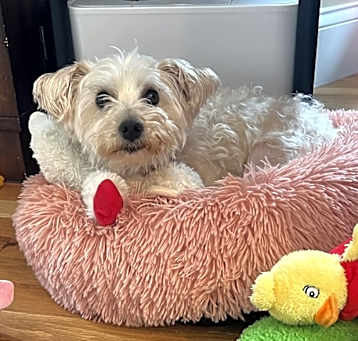 Photo of Akeela
