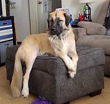 Photo of Indi