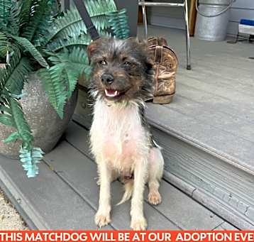 Photo of LINCOLN  1-2 YRS 15 LBS  FOSTERED IN NJ