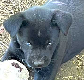 Photo of Selene