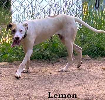 Photo of Lemon