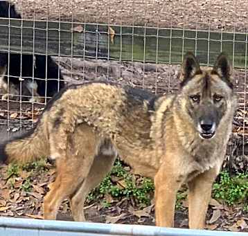 Photo of Yukon (Balto)