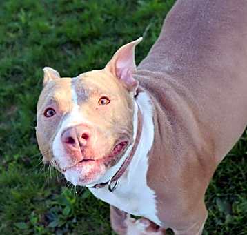 Photo of Poppie