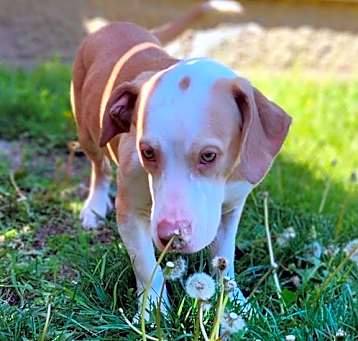 Photo of Misty