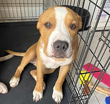 Photo of Caramel