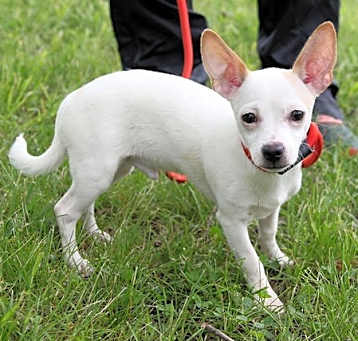 Photo of PUPPY SNOOPY
