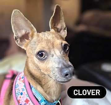 Photo of Clover