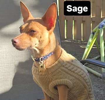 Photo of Sage